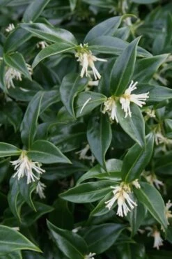Confused Sweet Box (Sarcococca Confusa) - 1 Gallon Pot