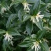 Confused Sweet Box (Sarcococca Confusa) - 6 Pack Of 1 Gallon Pots -Garden Supplies Sales 2024 Sarcacocca 500x750 2