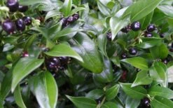 Confused Sweet Box (Sarcococca Confusa) - 1 Gallon Pot -Garden Supplies Sales 2024 Sarcacocca Confusa Berries 10
