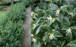 Confused Sweet Box (Sarcococca Confusa) - 1 Gallon Pot -Garden Supplies Sales 2024 Sarcacocca Confusa Berries 2