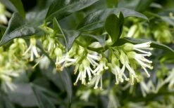 Confused Sweet Box (Sarcococca Confusa) - 6 Pack Of 1 Gallon Pots -Garden Supplies Sales 2024 Sarcacocca Confusa Flowers 5 1