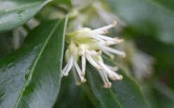 Confused Sweet Box (Sarcococca Confusa) - 6 Pack Of 1 Gallon Pots -Garden Supplies Sales 2024 Sarcococca Confusa Sweet Box Flower Closeup 1