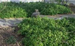 Confused Sweet Box (Sarcococca Confusa) - 6 Pack Of 1 Gallon Pots -Garden Supplies Sales 2024 Sarcococca Confusa Sweet Box In Landscape 1