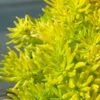 Lemon Ball Sedum - 3 Pack Of Quart Pots -Garden Supplies Sales 2024 Sedum mexicanum lemon ball 1