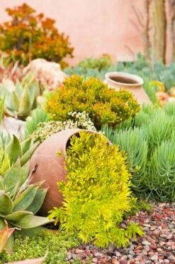 Lemon Ball Sedum - 3 Pack Of Quart Pots -Garden Supplies Sales 2024 Sedum mexicanum lemon ball 2