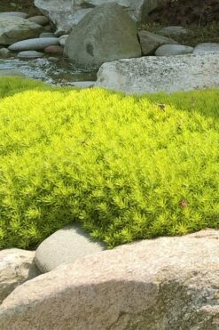 Lemon Ball Sedum - 5 Pack Of Pint Pots -Garden Supplies Sales 2024 Sedum mexicanum lemon ball 4 1