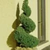 Spiral Dwarf Alberta Spruce Topiary - 3 Gallon Pot -Garden Supplies Sales 2024 Spruce Dwarf Alberta Spiral Topiary 500x750 2