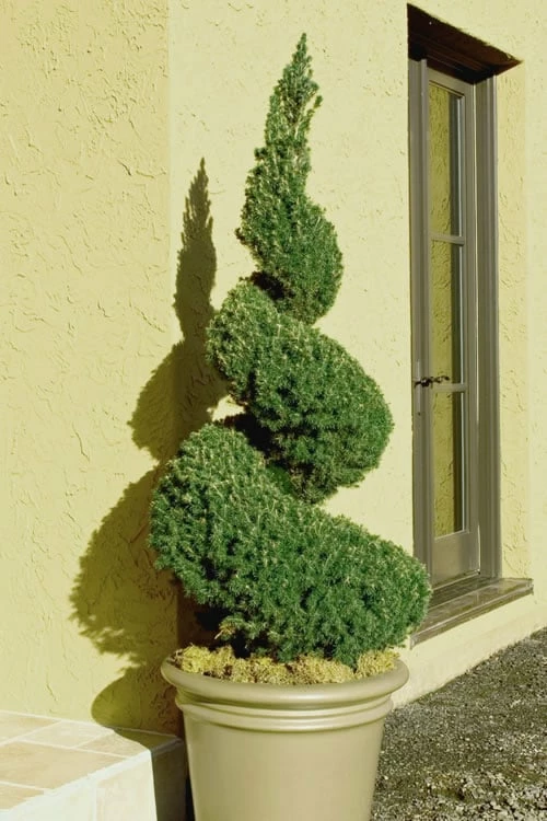 Spiral Dwarf Alberta Spruce Topiary - 5 Gallon Pot -Garden Supplies Sales 2024 Spruce Dwarf Alberta Spiral Topiary 500x750 4