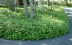 Creeping St Johns Wort - Hypericum Calycinum - 6 Pack Of Pint Pots -Garden Supplies Sales 2024 St Johns Wort 1 1