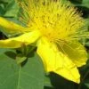 Creeping St Johns Wort - Hypericum Calycinum - 6 Pack Of Pint Pots