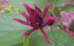 Sweetshrub - Calycanthus Floridus - 3 Gallon Pot -Garden Supplies Sales 2024 Sweet Shrub