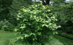 Aphrodite Sweetshrub (Carolina Allspice) - Calycanthus - 3 Gallon Pot -Garden Supplies Sales 2024 Sweet Shrub Aphrodite Shrub