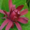 Sweetshrub - Calycanthus Floridus - 3 Gallon Pot -Garden Supplies Sales 2024 Sweet Shrub Rev 500x750 1