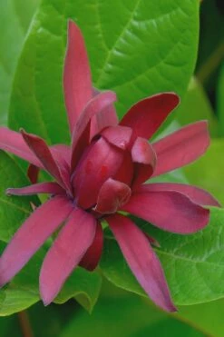 Sweetshrub - Calycanthus Floridus - 3 Gallon Pot