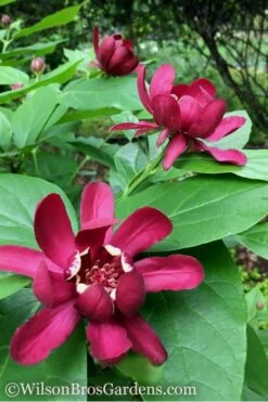 Aphrodite Sweetshrub (Carolina Allspice) - Calycanthus - 1 Gallon Pot -Garden Supplies Sales 2024 Sweetshrub Aphrodite 1 500x750 2
