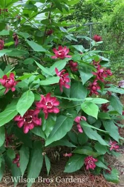 Aphrodite Sweetshrub (Carolina Allspice) - Calycanthus - 1 Gallon Pot -Garden Supplies Sales 2024 Sweetshrub Aphrodite 20 1