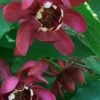 Aphrodite Sweetshrub (Carolina Allspice) - Calycanthus - 3 Gallon Pot -Garden Supplies Sales 2024 Sweetshrub Aphrodite 21