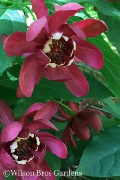 Aphrodite Sweetshrub (Carolina Allspice) - Calycanthus - 3 Gallon Pot