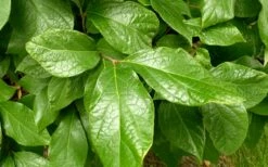 Sweetshrub - Calycanthus Floridus - 3 Gallon Pot -Garden Supplies Sales 2024 Sweetshrub Leaves