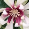 Venus White Sweetshrub (Calycanthus) - 3 Gallon Pot -Garden Supplies Sales 2024 Sweetshrub Venus White 1