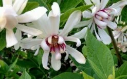 Venus White Sweetshrub (Calycanthus) - 3 Gallon Pot -Garden Supplies Sales 2024 Sweetshrub Venus White 4