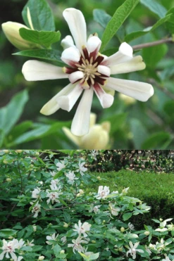 Venus White Sweetshrub (Calycanthus) - 3 Gallon Pot -Garden Supplies Sales 2024 Sweetshrub Venus White 5