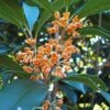 Apricot Echo Tea Olive - Osmanthus Fragrans Aurantiacus - 3 Gallon Pot -Garden Supplies Sales 2024 Tea Olive Apricot Echo 1