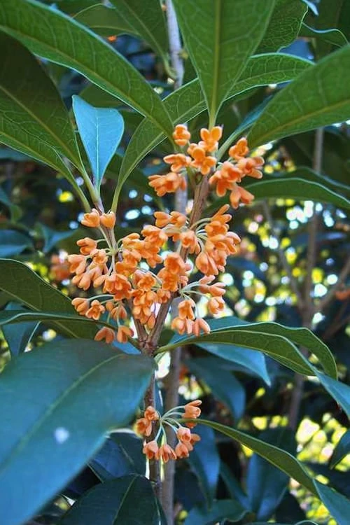Apricot Echo Tea Olive - Osmanthus fragrans aurantiacus - 3 Gallon Pot Apricot Echo Tea Olive - Osmanthus Fragrans Aurantiacus - 3 Gallon Pot -Garden Supplies Sales 2024 Tea Olive Apricot Echo 1