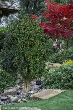 Apricot Echo Tea Olive - Osmanthus Fragrans Aurantiacus - 3 Gallon Pot 5 Apricot Echo Tea Olive - Osmanthus Fragrans Aurantiacus - 3 Gallon Pot -Garden Supplies Sales 2024 Tea Olive Apricot Echo 12