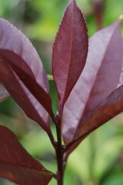 Apricot Echo Tea Olive - Osmanthus Fragrans Aurantiacus - 3 Gallon Pot 6 Apricot Echo Tea Olive - Osmanthus Fragrans Aurantiacus - 3 Gallon Pot -Garden Supplies Sales 2024 Tea Olive Apricot Echo 4