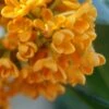 Fragrant Orange Tea Olive - Osmanthus Fragrans Aurantiacus - 1 Gallon Pot -Garden Supplies Sales 2024 Tea Olive Fragrant Orange 500x750 2