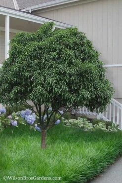 Fudingzhu Fragrant White Tea Olive (Osmanthus Fragrans) - 1 Gallon Pot -Garden Supplies Sales 2024 Tea Olive Fudingzhu 6