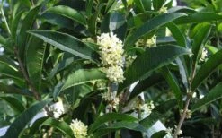 Fudingzhu Fragrant White Tea Olive (Osmanthus Fragrans) - 1 Gallon Pot -Garden Supplies Sales 2024 Tea Olive Fudingzhu 7