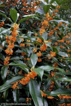 Fragrant Orange Tea Olive - Osmanthus Fragrans Aurantiacus - 6 Pack Of 1 Gallon Pots -Garden Supplies Sales 2024 Tea Olive Orange 102 3