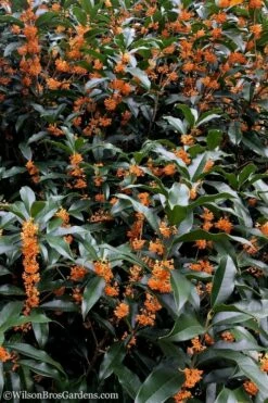 Fragrant Orange Tea Olive - Osmanthus Fragrans Aurantiacus - 5 Gallon Pot -Garden Supplies Sales 2024 Tea Olive Orange 103 2