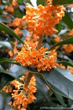 Fragrant Orange Tea Olive - Osmanthus Fragrans Aurantiacus - 1 Gallon Pot -Garden Supplies Sales 2024 Tea Olive Orange 104 1