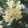 Fragrant White Tea Olive - 5 Pack Of Quart Pots -Garden Supplies Sales 2024 Tea Olive White Flowers Osmanthus Fragrans 500x750 1