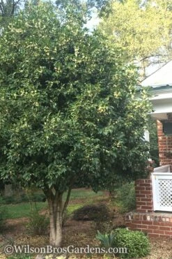 Fragrant White Tea Olive - 5 Pack Of Quart Pots -Garden Supplies Sales 2024 Teav Olive White Osmanthus Fragrans 500x750 1