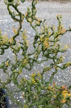 Tiny Dragon Hardy Orange (Poncirus Trifoliata) - 5 Gallon Pot - SALE! -Garden Supplies Sales 2024 Trifoliate Orange Tiny Dragon 1