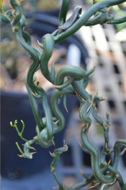 Tiny Dragon Hardy Orange (Poncirus Trifoliata) - 5 Gallon Pot - SALE! -Garden Supplies Sales 2024 Trifoliate Orange Tiny Dragon 2