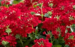 EnduraScape Red Verbena - 1 Gallon Pot -Garden Supplies Sales 2024 Verbena EnduraScape Red