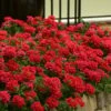 EnduraScape Red Verbena - 1 Gallon Pot -Garden Supplies Sales 2024 Verbena EnduraScape Red 6