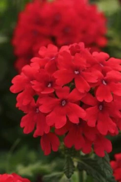 EnduraScape Red Verbena - 1 Gallon Pot -Garden Supplies Sales 2024 Verbena EnduraScape Red 7