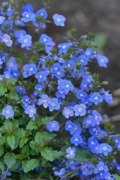 Georgia Blue Veronica Umbrosa - 6 Pack Of 1 Gallon Pots -Garden Supplies Sales 2024 Veronica Georgia Blue 500x750 1