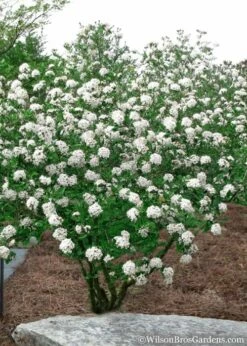 Burkwood Fragrant Viburnum - 3 Gallon Pot -Garden Supplies Sales 2024 Viburnum Burkwood 10