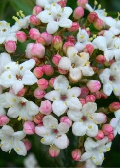 Burkwood Fragrant Viburnum - 3 Gallon Pot -Garden Supplies Sales 2024 Viburnum Burkwood 11