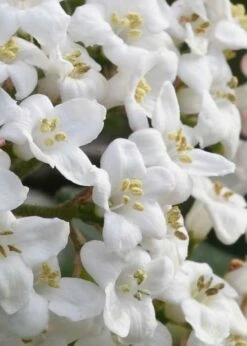 Burkwood Fragrant Viburnum - 3 Gallon Pot -Garden Supplies Sales 2024 Viburnum Burkwood 2