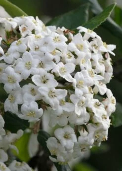 Burkwood Fragrant Viburnum - 3 Gallon Pot -Garden Supplies Sales 2024 Viburnum Burkwood 3