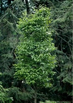 Burkwood Fragrant Viburnum - 3 Gallon Pot -Garden Supplies Sales 2024 Viburnum Burkwood 7