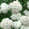 Fragrant Snowball Viburnum Carlecephalum - 3 Gallon Pot -Garden Supplies Sales 2024 Viburnum Carlcephalum 11